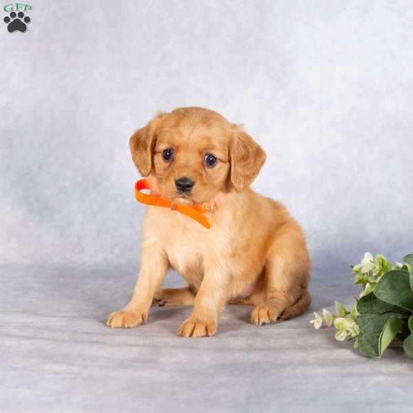 Stacy, Miniature Golden Retriever Puppy